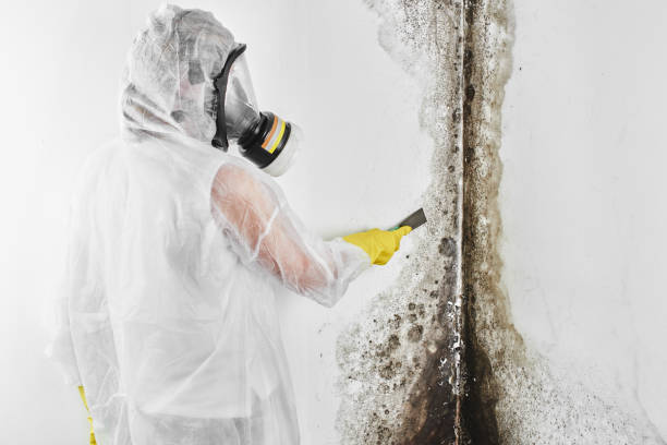 Best Certified Mold Removal  in Eagle Lake, WI