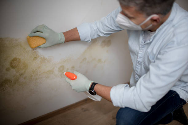 Best Mold Testing  in Eagle Lake, WI