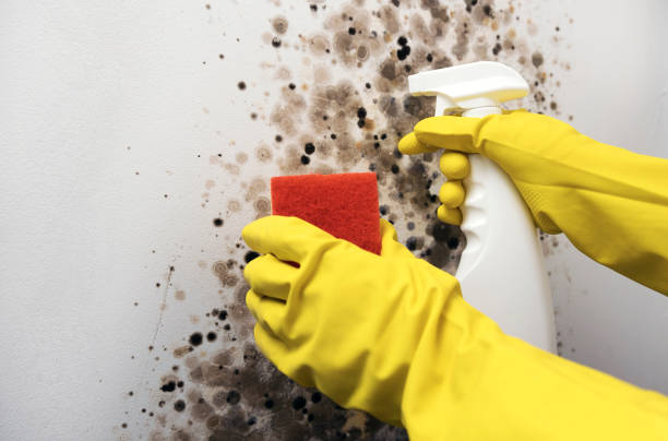 Best Local Mold Removal Service  in Eagle Lake, WI