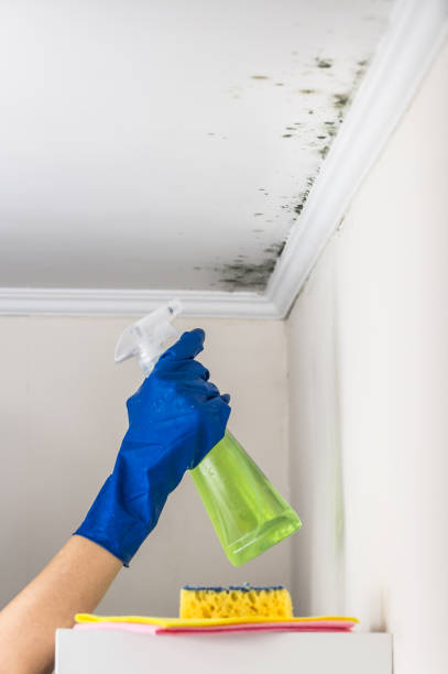 Best Local Mold Removal Service  in Eagle Lake, WI