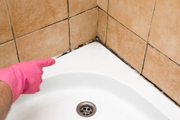 Best Black Mold Removal  in Eagle Lake, WI